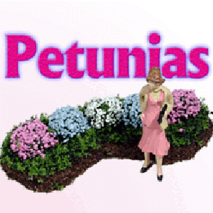 PETUNIA FLOWER BED GARDEN
